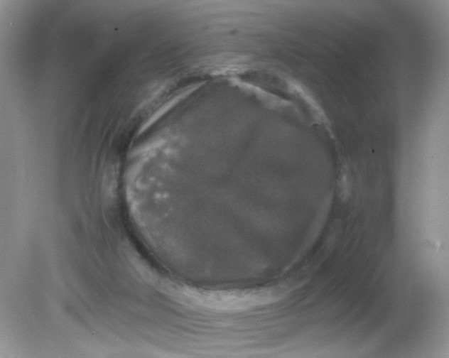 X0000081610018200701291439