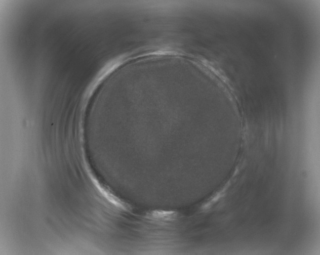 X0000081610055200701291437