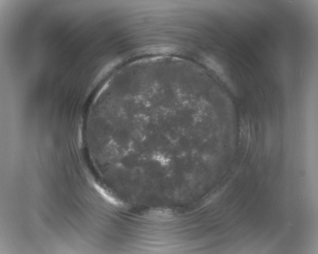 X0000081610110200701291437