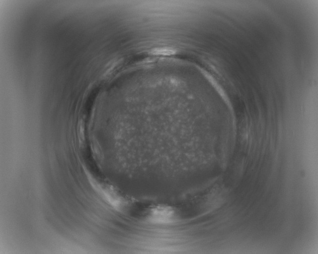 X0000081610214200701291435