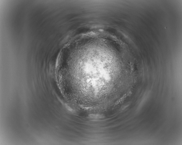 X0000081610281200701291435