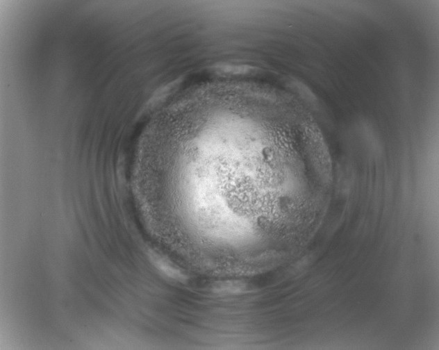 X0000081610377200701291433