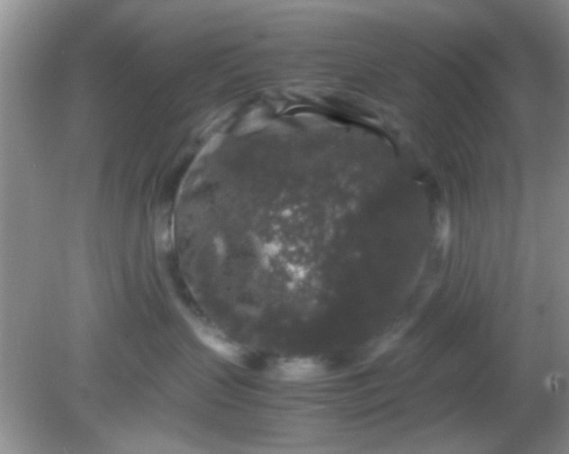 X0000081610383200701291433