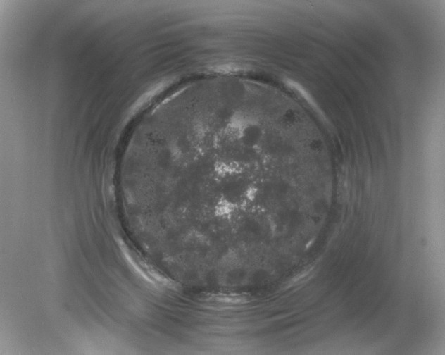 X0000081610443200701291431