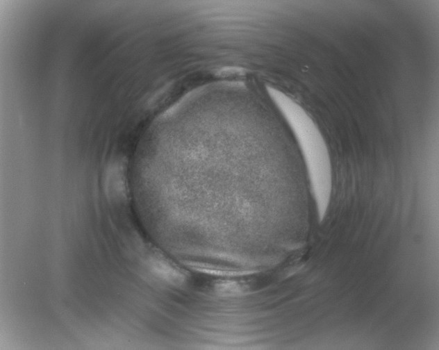 X0000081610616200701291429