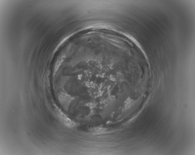 X0000081610783200701291426