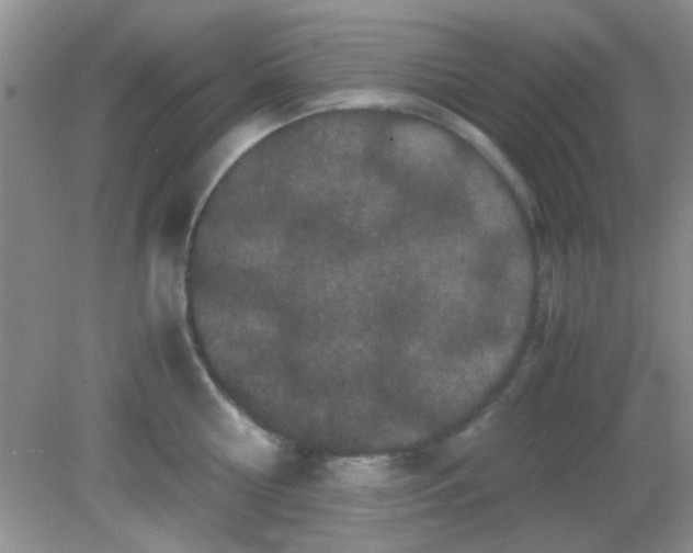 X0000081610810200701291425