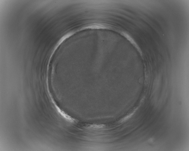 X0000081610845200701291425