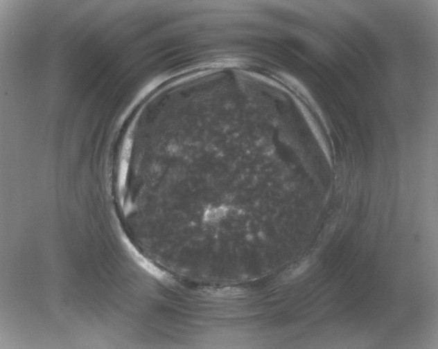 X0000081610851200701291425