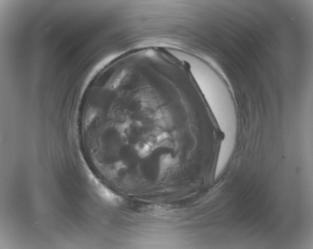 X0000081610995200701291422