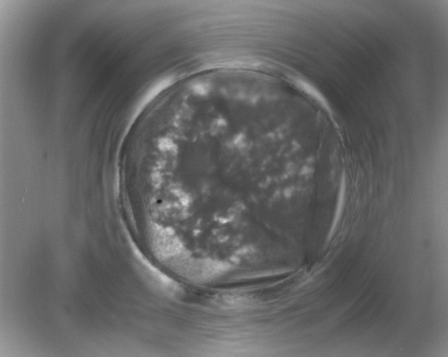 X0000081611095200701291421