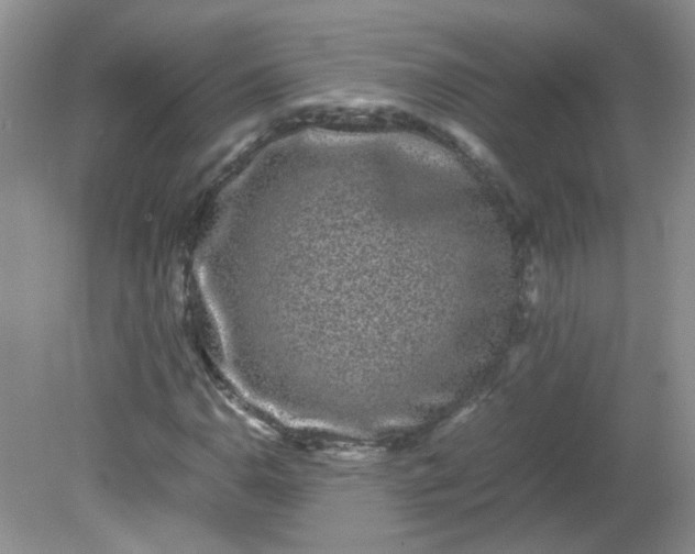 X0000081611110200701291420