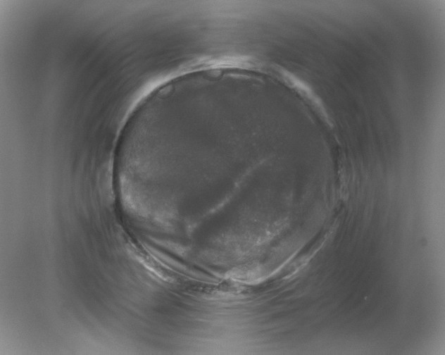 X0000081611174200701291419