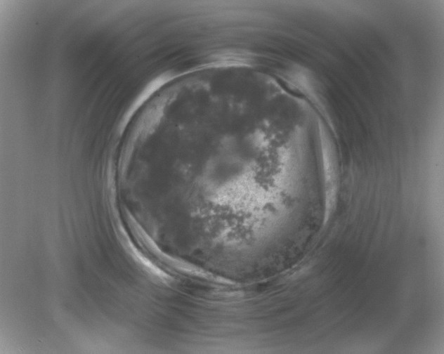 X0000081611243200701291419