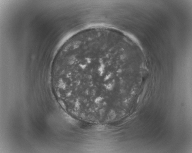 X0000081611279200701291418