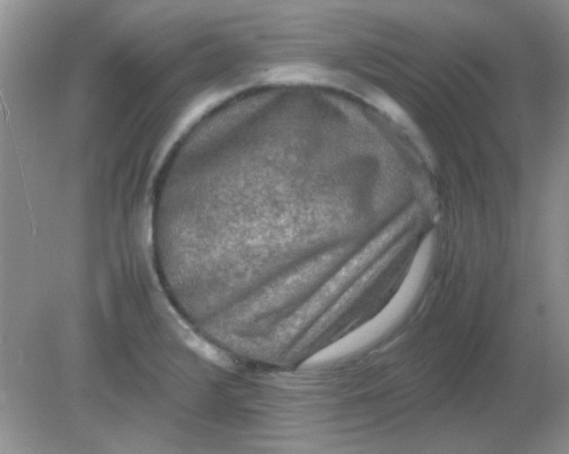 X0000081611376200701291416