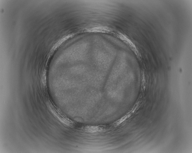 X0000081610298200702051401