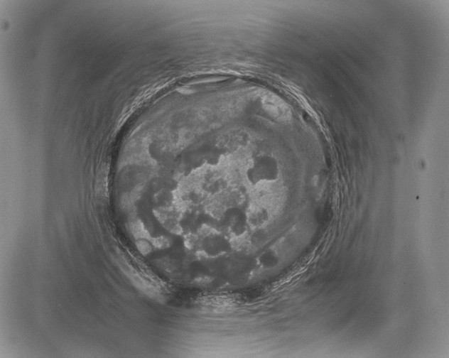 X0000081610299200702051401