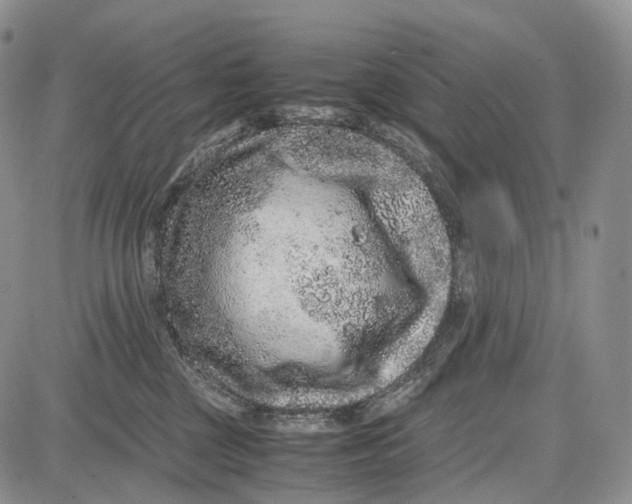 X0000081610377200702051400