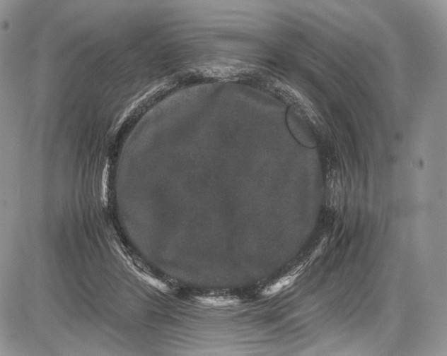 X0000081610404200702051359