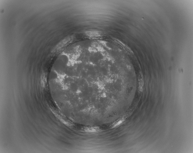 X0000081610618200702051356