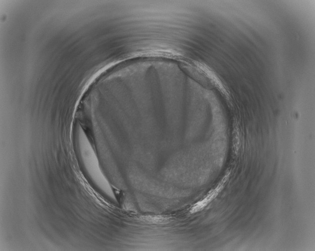 X0000081610932200702051350