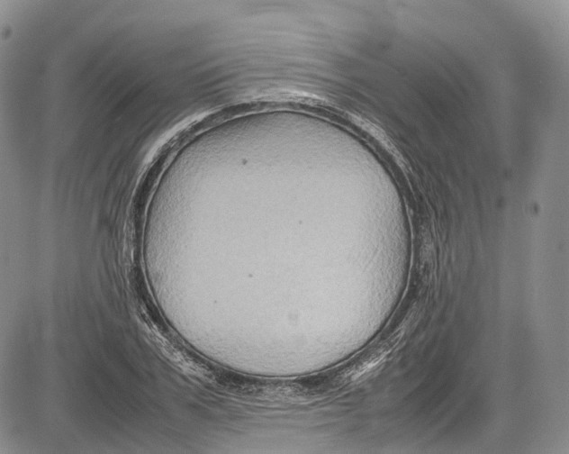 X0000081610979200702051350