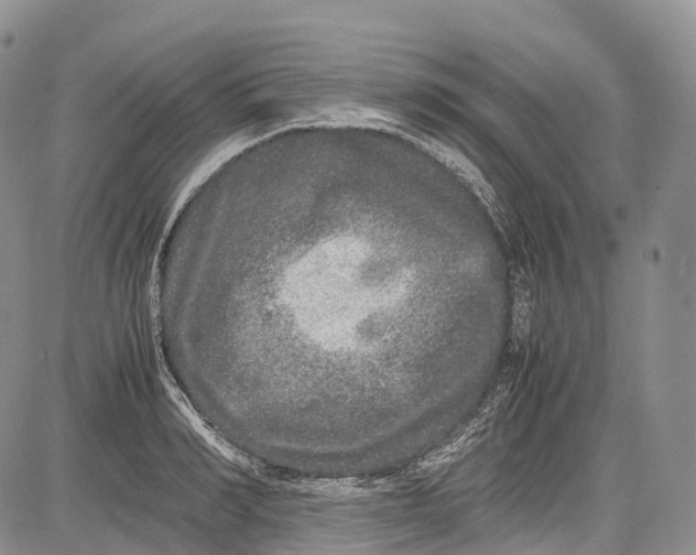 X0000081610990200702051350