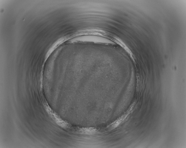 X0000081610994200702051350