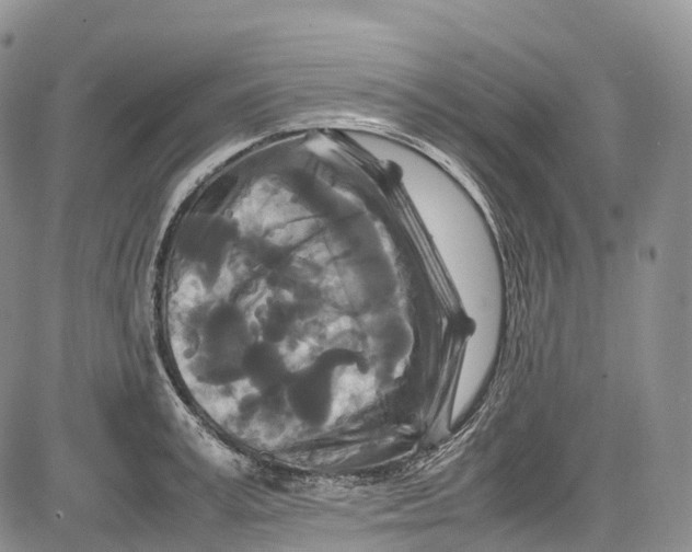 X0000081610995200702051350