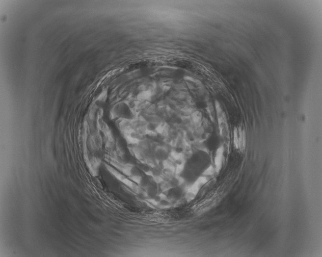 X0000081611155200702051347