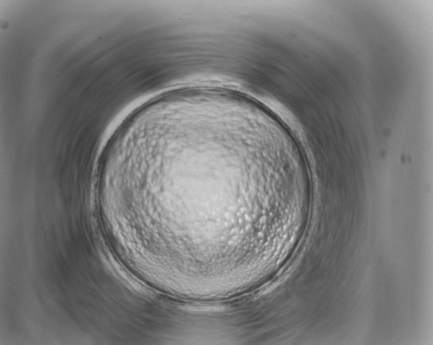 X0000081611296200702051345