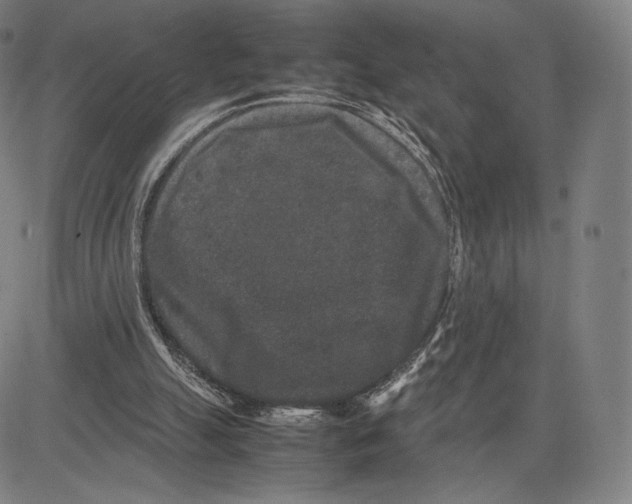 X0000081610055200702121625