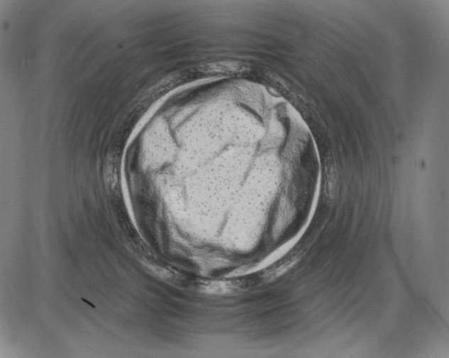 X0000081610091200702121625