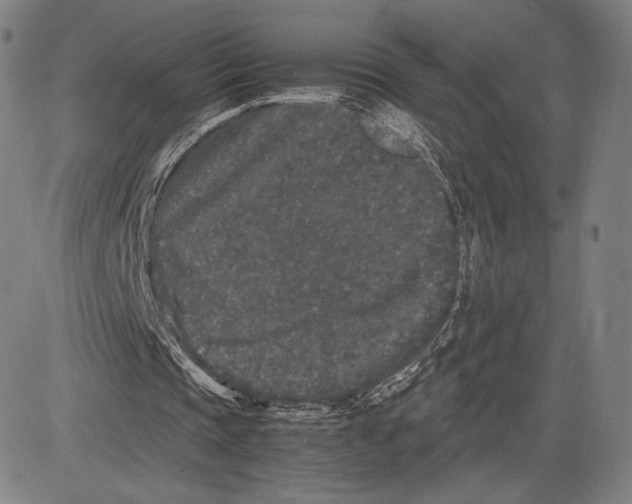 X0000081610337200702121620