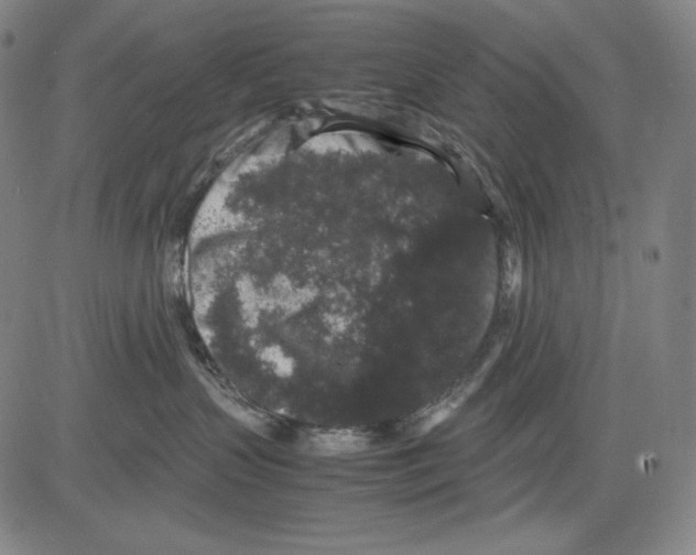 X0000081610383200702121621