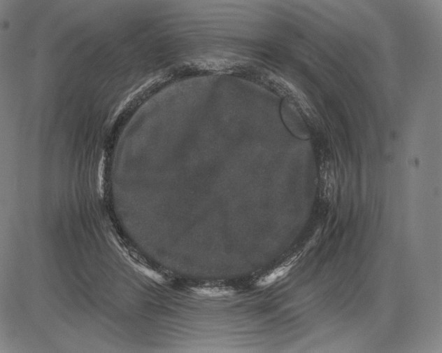 X0000081610404200702121620