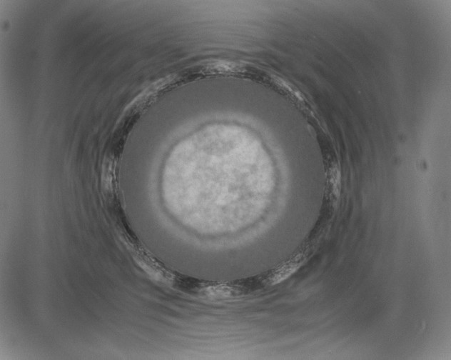 X0000081610423200702121619