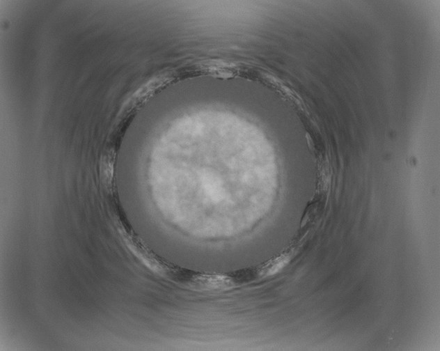 X0000081610427200702121619