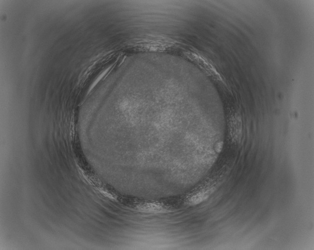 X0000081610594200702121617