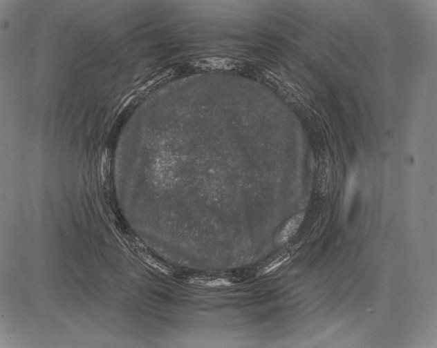 X0000081610747200702121614