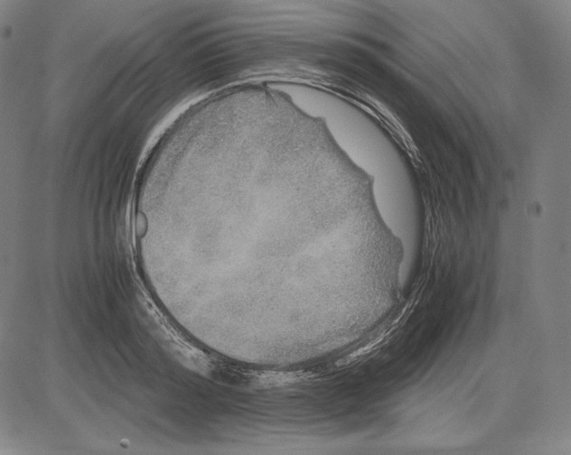 X0000081610796200702121613