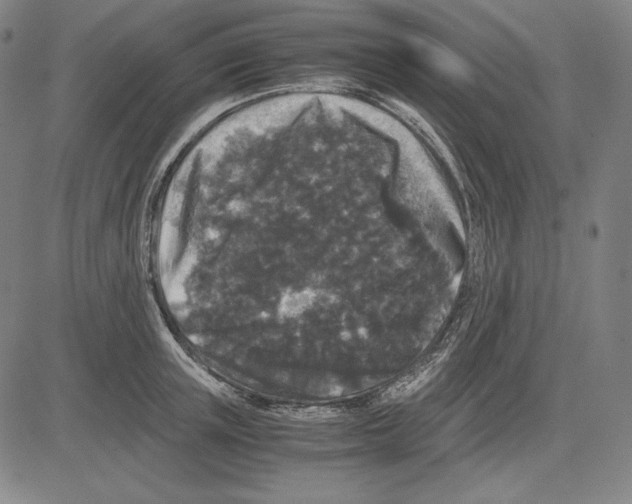 X0000081610851200702121613