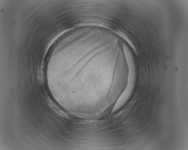 X0000081611068200702121609