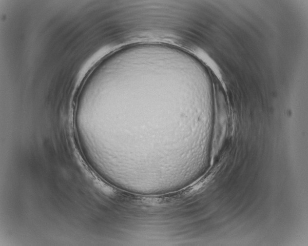 X0000081611096200702121608