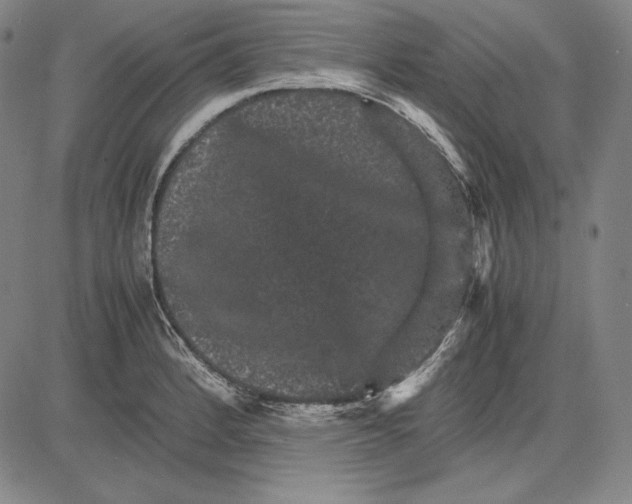 X0000081611184200702121607