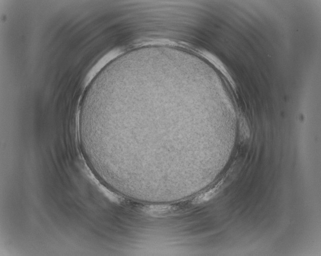 X0000081611290200702121605