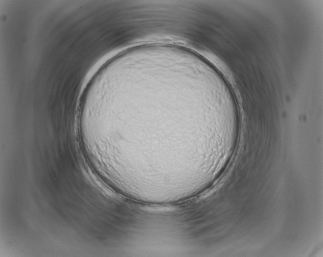 X0000081611296200702121605