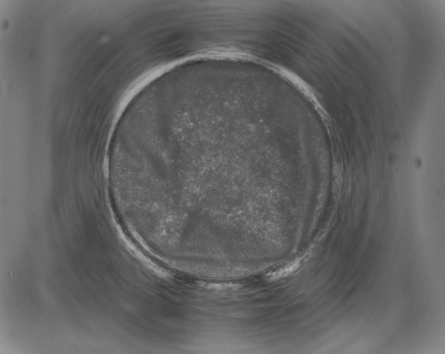 X0000081611335200702121605