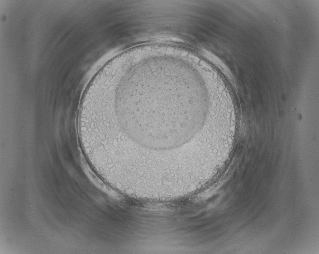 X0000081611338200702121605